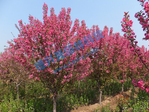 �c���鿴Ԕ����Ϣ���}������ ��x�Δ���2262